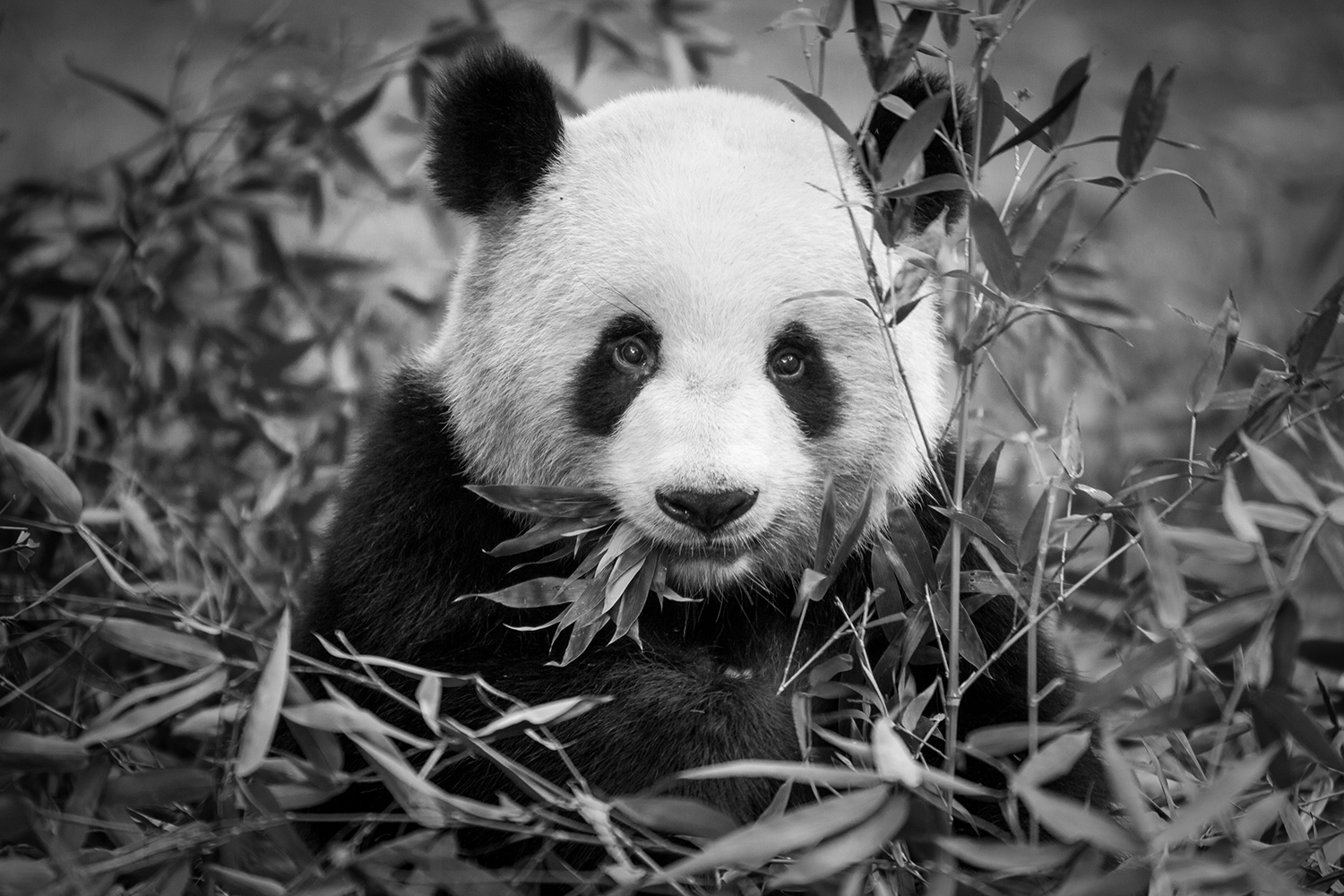 World Wildlife Fund